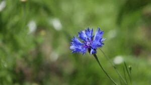 Tato nádherná květina je kladivo na záněty. Znají ji všichni, ale téměř nikdo neví, jaké umí zázraky