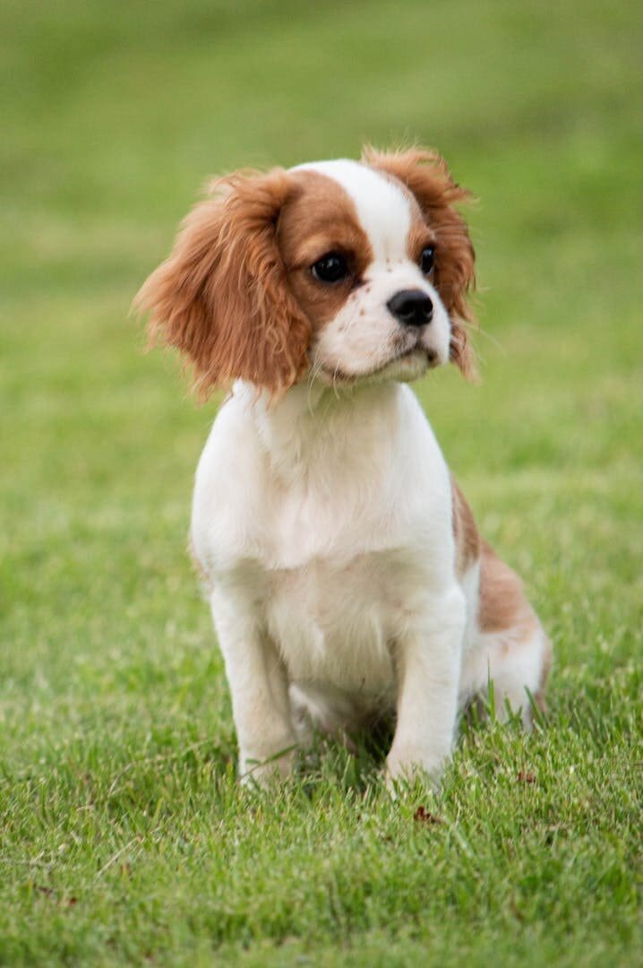 Cute Cavalier King Charles Spaniel puppy sitting on green grass outdoors.