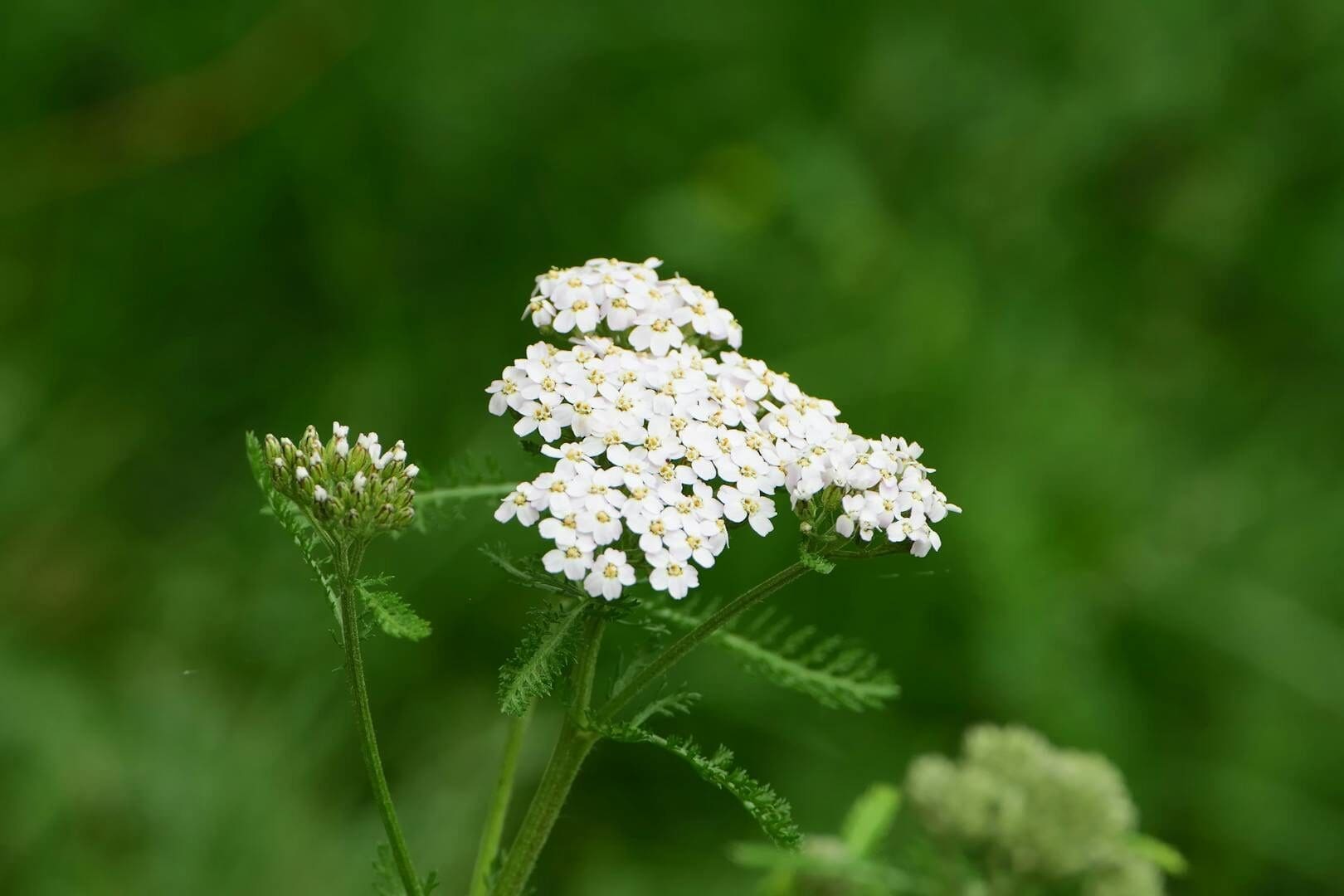 A detailed close-up of white Achillea Alpina flowers blooming outdoors.
