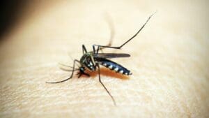 Na kterou krevní skupinu nejvíce jdou komáři: Jedna je přitahuje úplně magicky