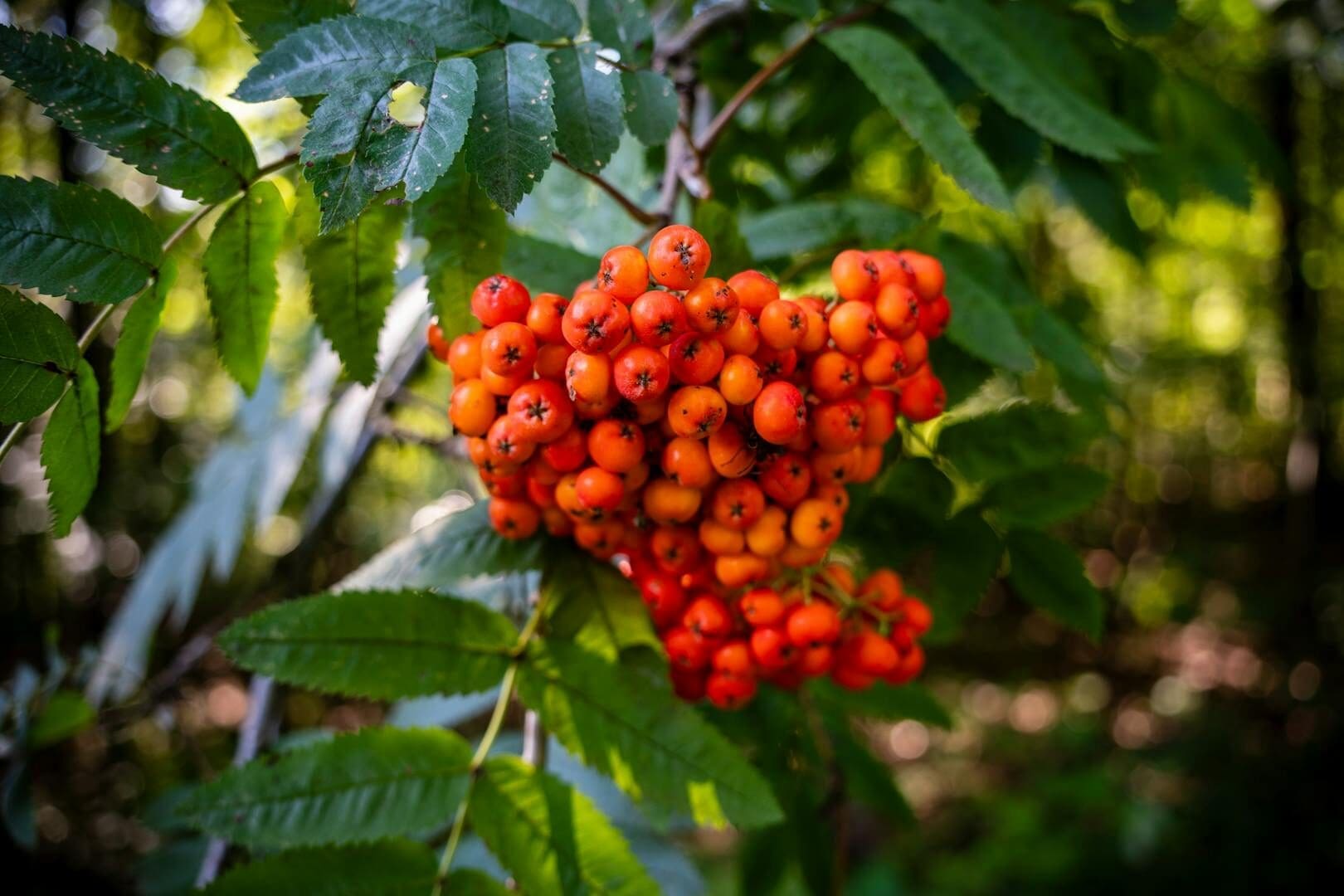 A vibrant cluster of rowan berries hanging amidst lush green leaves, capturing the essence of summer.