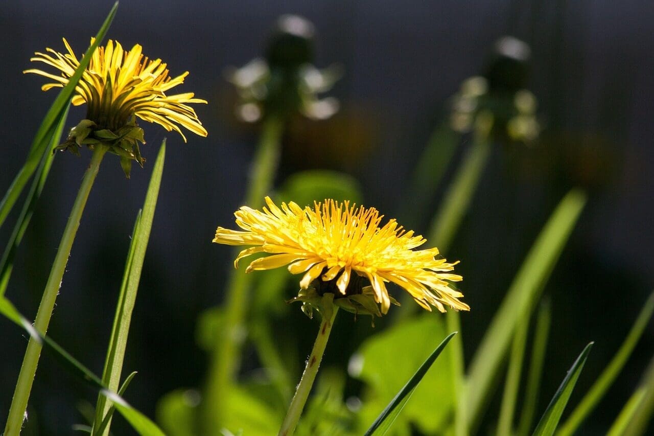 common dandelion, dandelion, flower, bud, nature, taraxacum, ruderalia, composites, asteraceae, beautiful flowers, flower wallpaper, blossom, bloom, yellow, pointed flower, plant, spring, summer, bee pasture plant, bee pasture, flower background, natural plant, medicinal plant