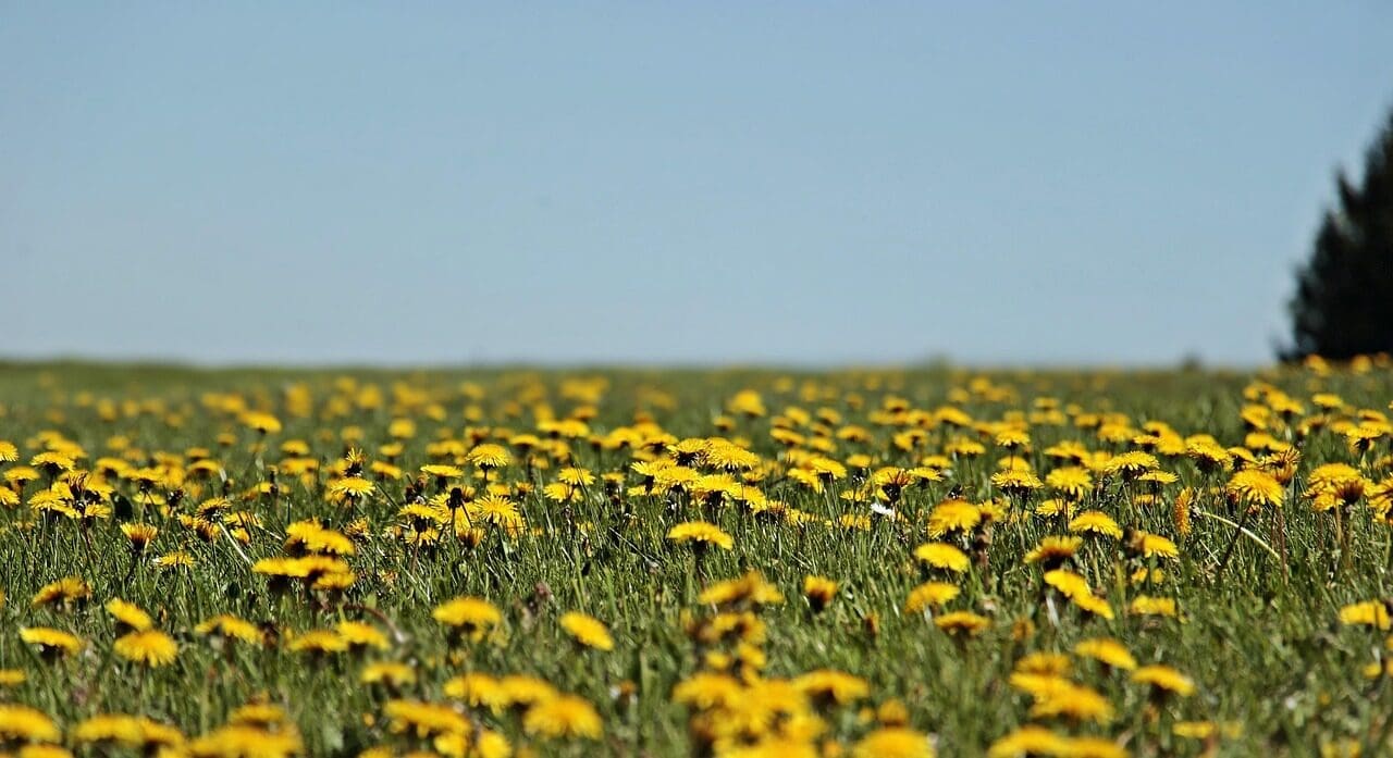 dandelion, meadow, dandelion meadow, spring, yellow, summer, flower, beautiful flowers, nature, pointed flower, wildflower, boo, blossoms, grass, field, landscape, flower wallpaper, flower background, plant