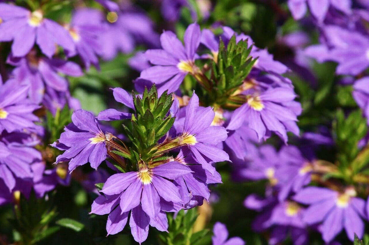 fan flower, nature, blue, scaevola aemula, fan-like, light purple, open, balcony plant, potted flower, goodeniaceae, garden flower, balcony flower, inflorescence, blossoms, herbaceous, evergreen, petals, ornamental plant, bright, flora, garden, close up