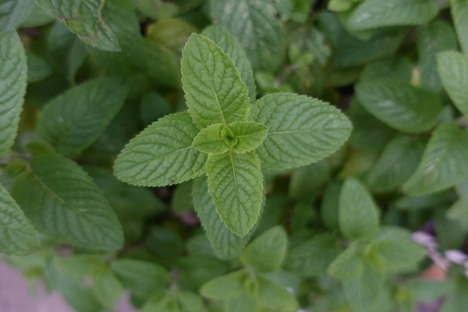 Vibrant green mint leaves captured in a garden setting, highlighting their fresh texture and color.