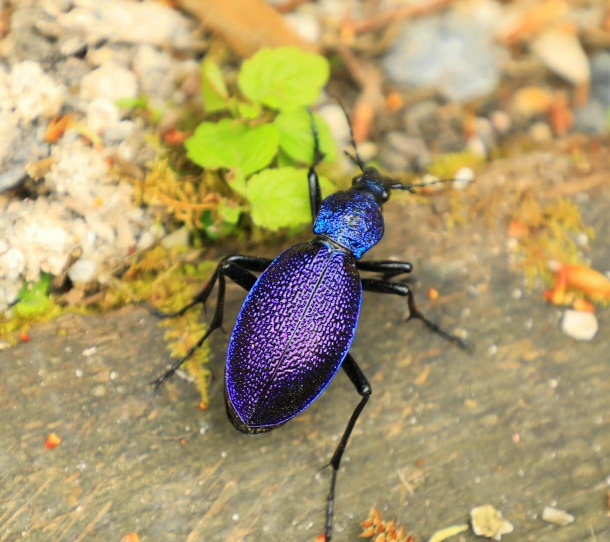 Close-up of a violet ground beetle with detailed texture on a natural forest floor.
