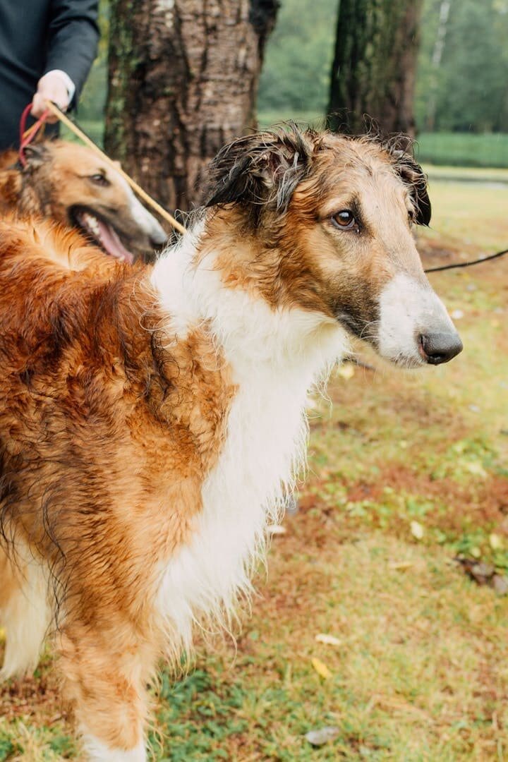 Two brown Borzoi dogs standing outdoors on a leash, showcasing their elegant fur and regal appearance.