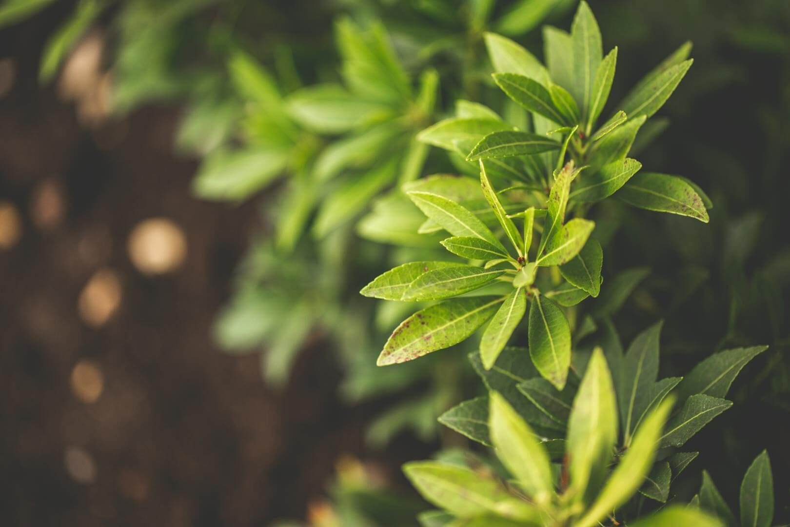 Macro shot of vibrant green leaves on a bush, highlighting natural beauty and freshness.
