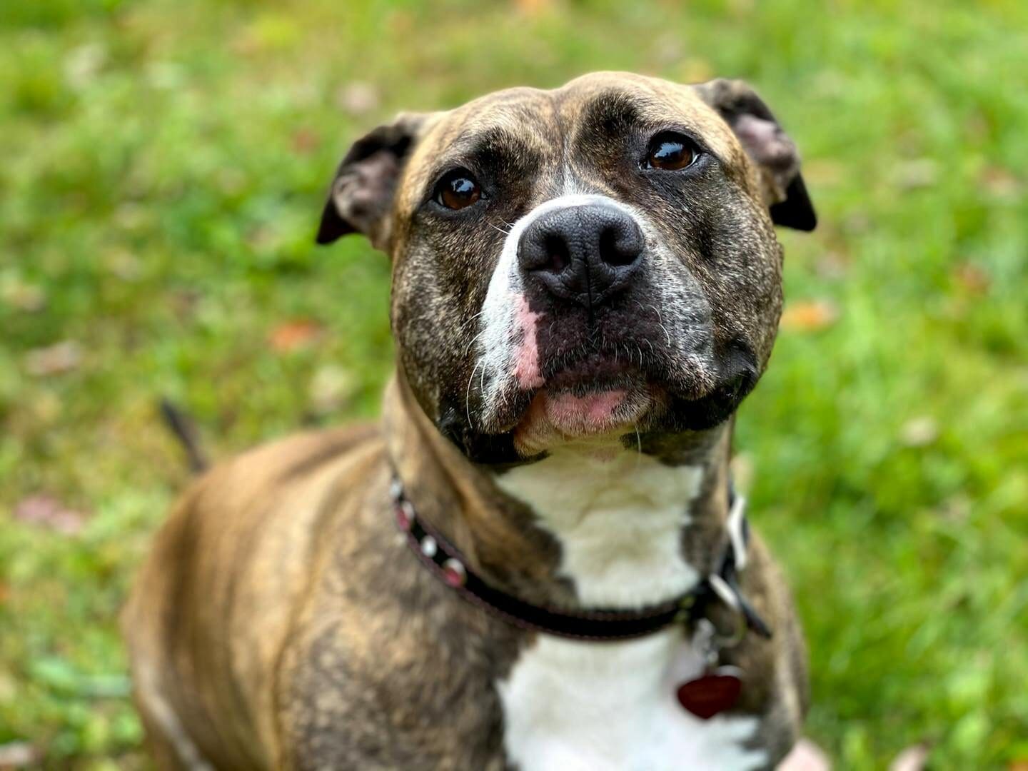 A pit bull with a collar sitting attentively on a grassy field.