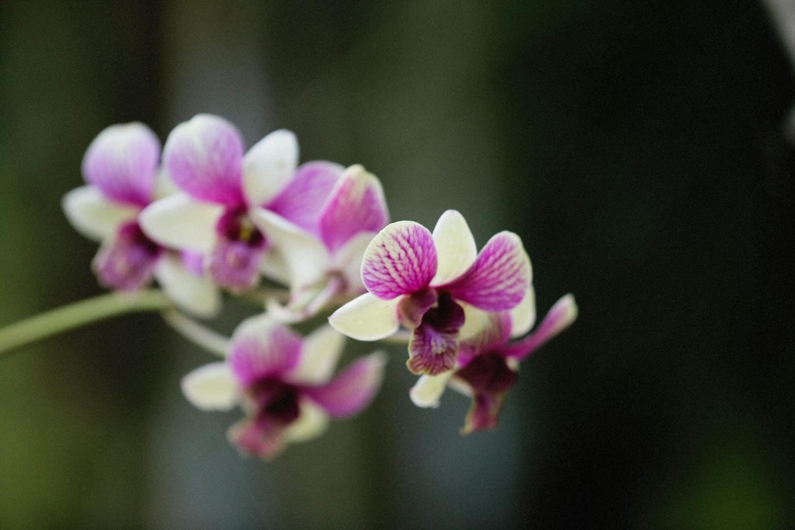 Close-up photo showcasing a cluster of vibrant purple orchids in full bloom against a blurred background.