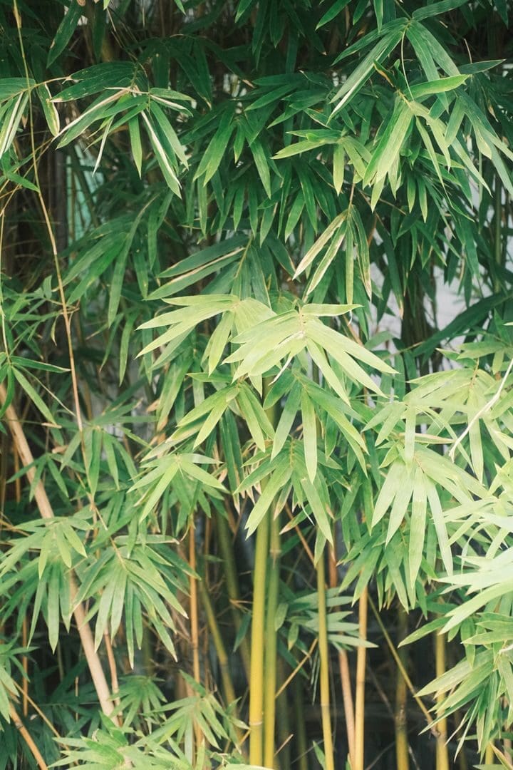Vibrant bamboo leaves in a dense, natural arrangement, perfect for nature themes.