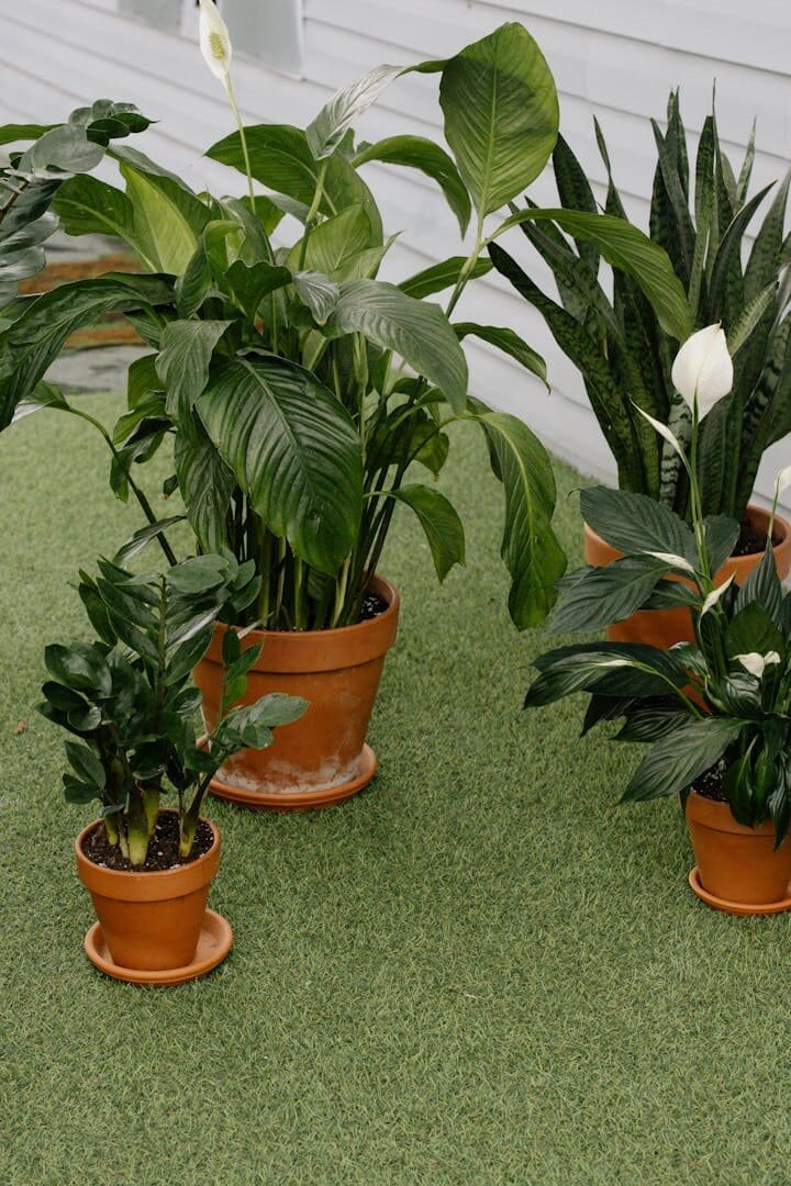 A collection of various potted plants on a green carpet, featuring peace lilies and snake plants.